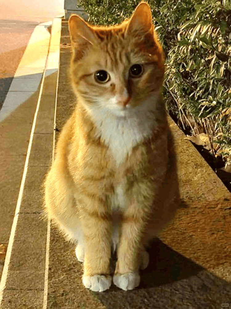 南京大学校庆日“校猫”被钢珠打碎头骨?校保卫处:看了一夜监控,暂未锁定嫌疑人