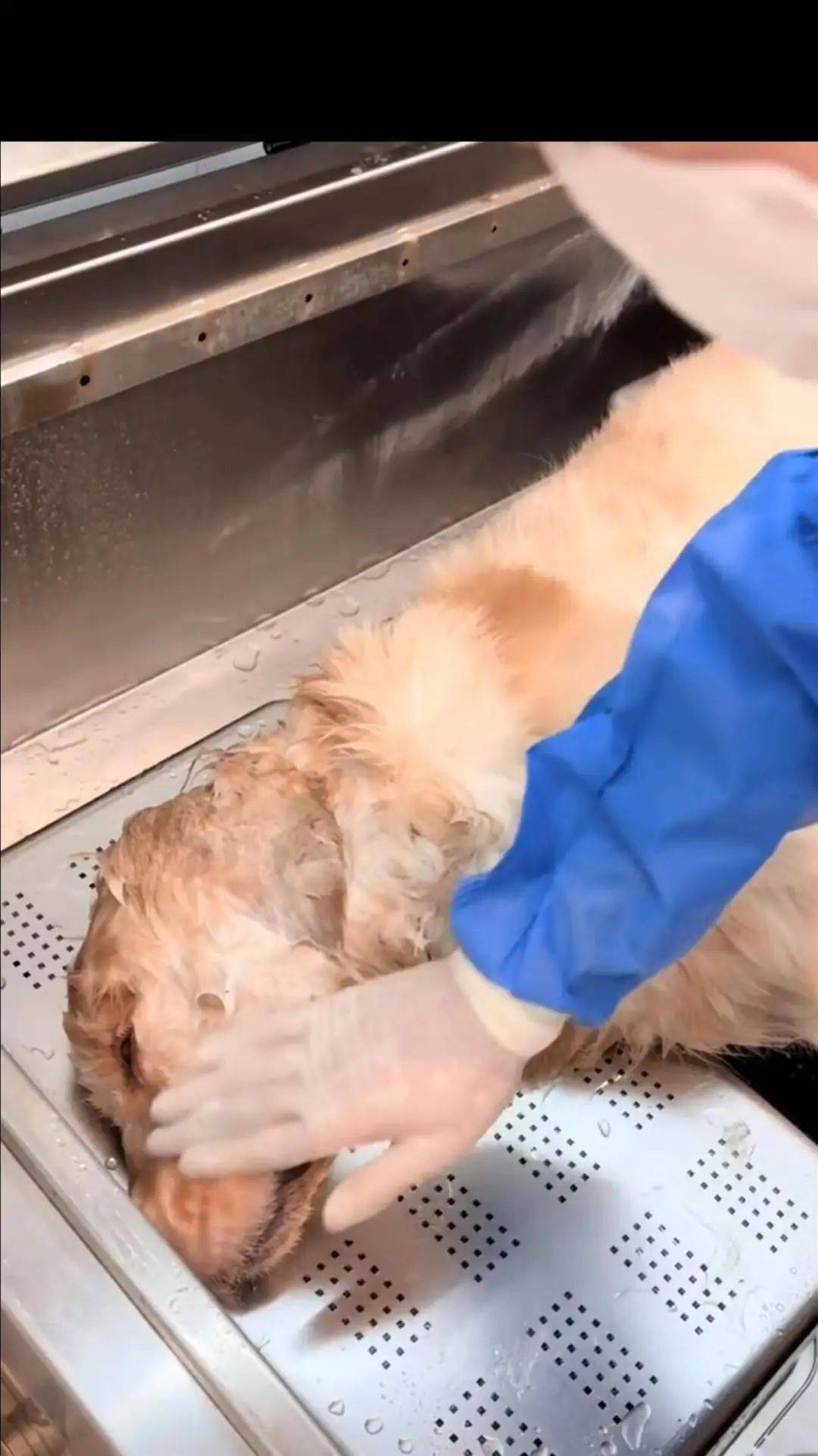 金毛犬“李墩墩”在餐馆遭到殴打后死亡?当地警方已介入