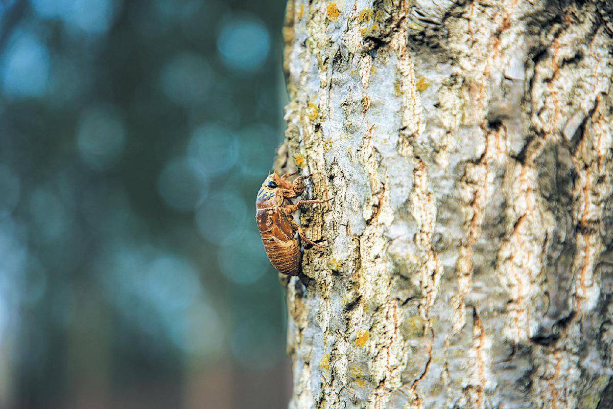 夏夜在公园里抓“季鸟猴”，违规吗？
