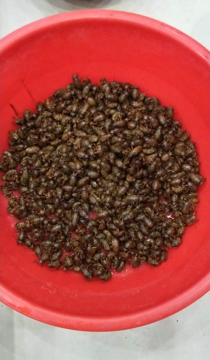 夏夜在公园里抓“季鸟猴”，违规吗？