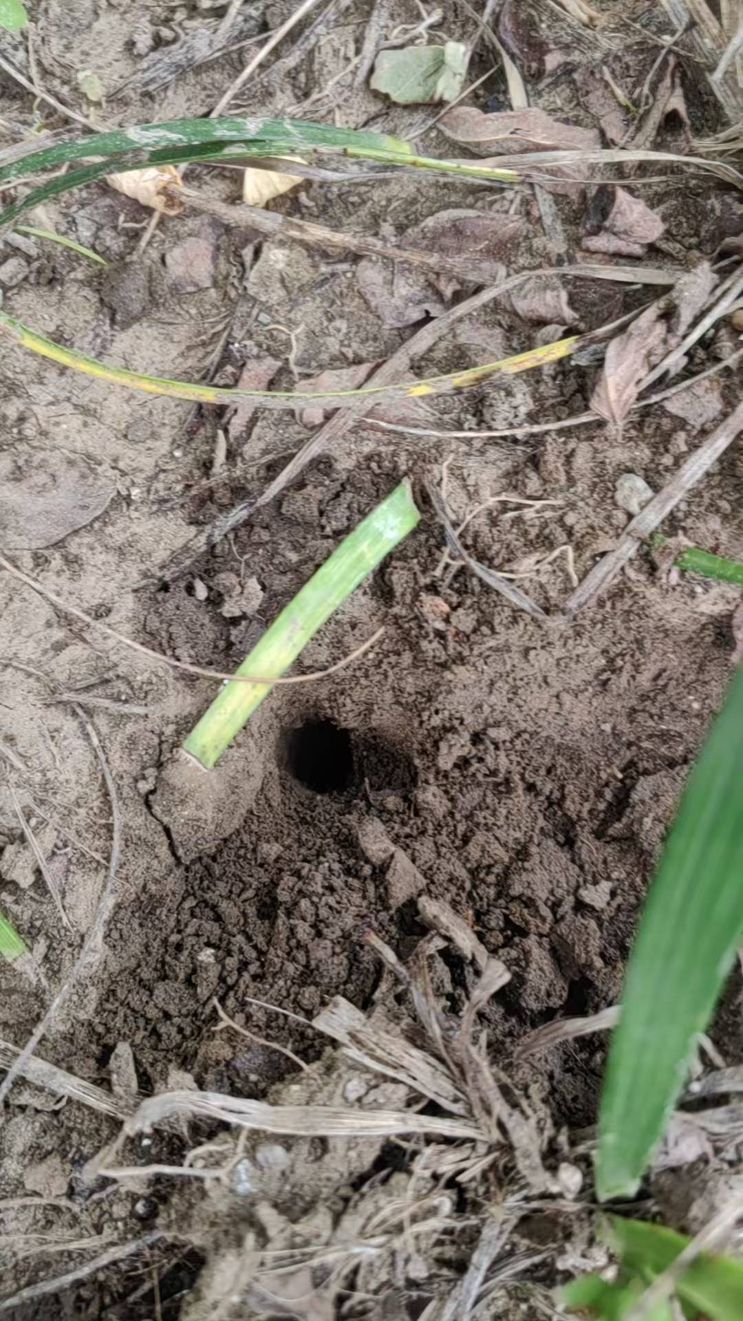 夏夜在公园里抓“季鸟猴”，违规吗？