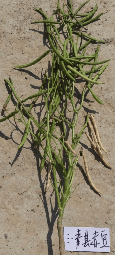 真空包装没有坏!外婆煮了家里藏了10年陈绿豆,能喝吗?