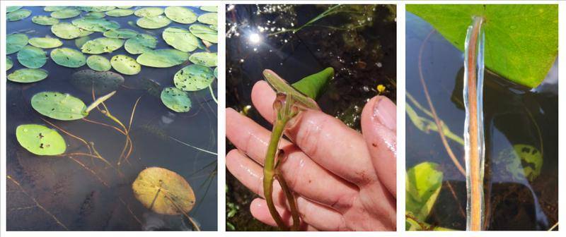 时隔30余年 黑龙江再发现国家二级保护野生植物莼菜