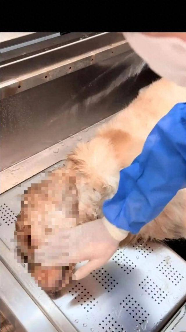 金毛餐馆蹭空调避暑遭殴打后死亡,主人公布最新处理结果:店家不接受调解,自己准备起诉