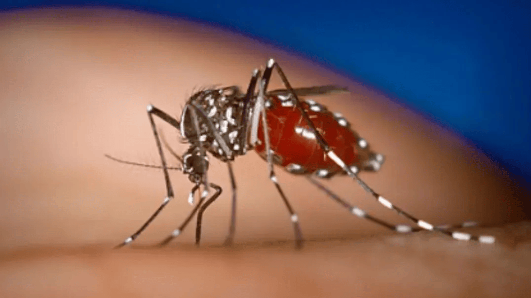 夏季警惕这两种蚊媒传染病!做好四步有效防治→