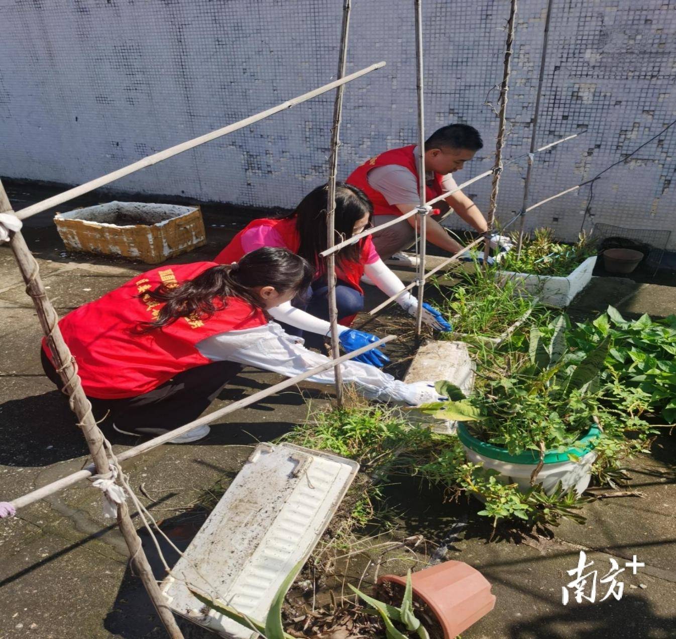 顺德超3300名党员干部下沉一线,党群联动打响蚊媒防控歼灭战