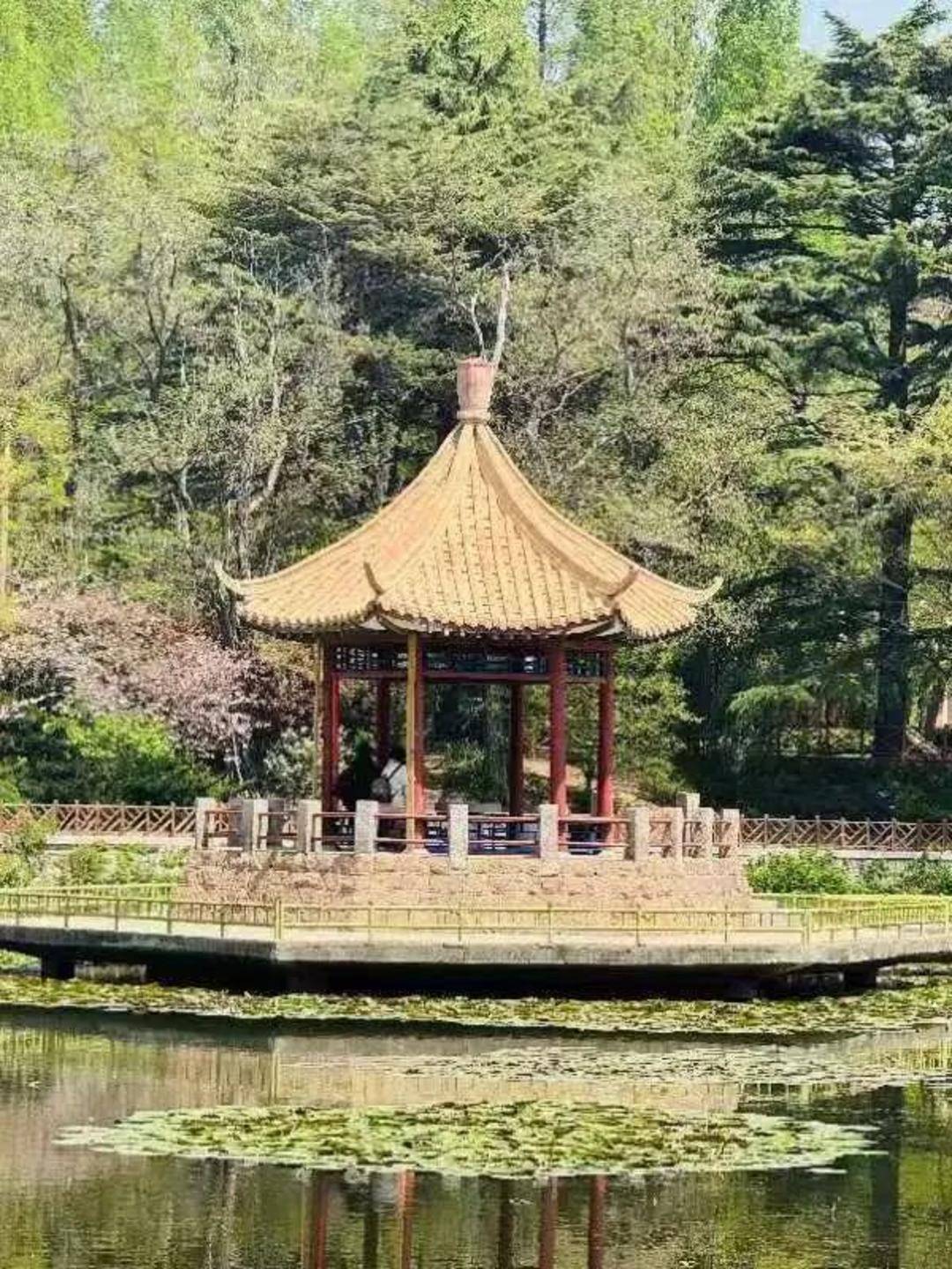 青岛中山公园一凉亭突然倒塌:一年前刚完成修缮,园方称无伤亡原因待查