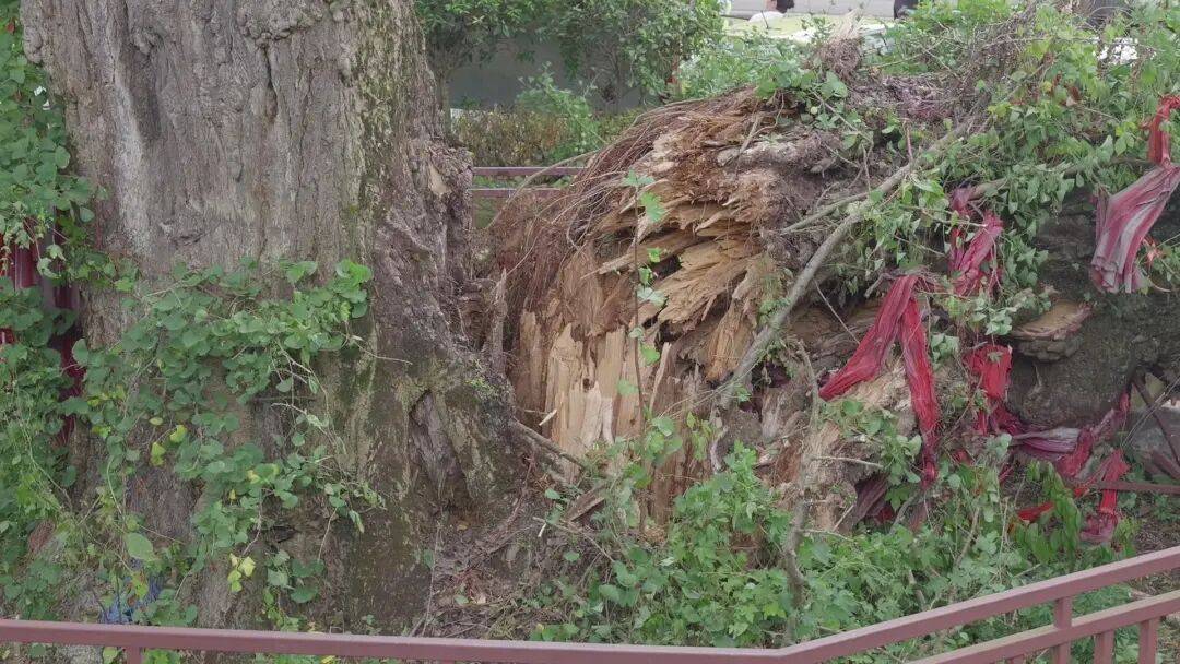 贵阳一700年古树砸扁“宝马”，现场惨不忍睹，林业局：车主他也有错