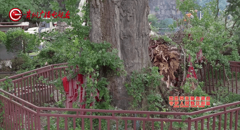 贵阳一700年古树砸扁“宝马”,现场惨不忍睹,林业局:车主他也有错