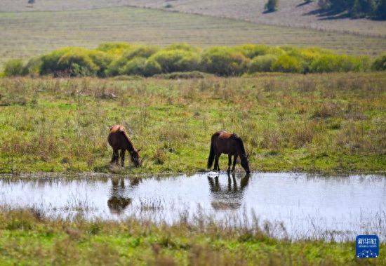 初秋的乌兰布统草原